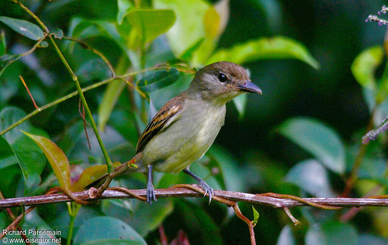 White-winged Becard female adult