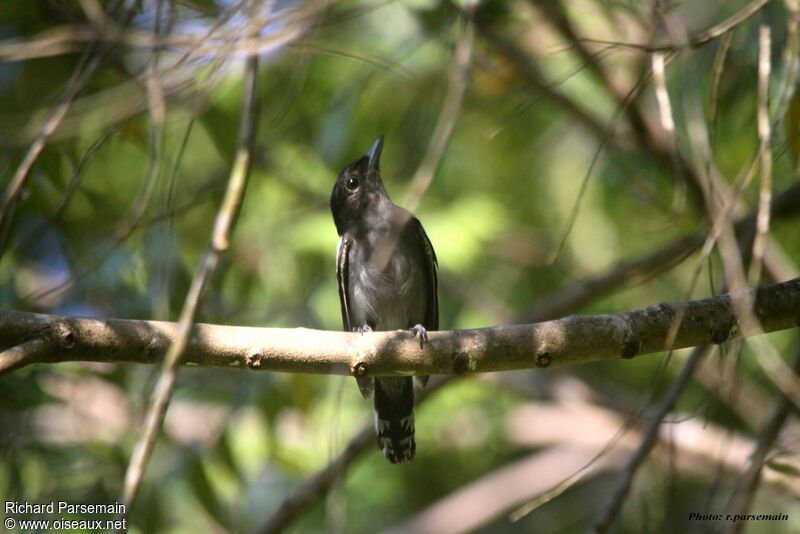 White-winged Becard male adult