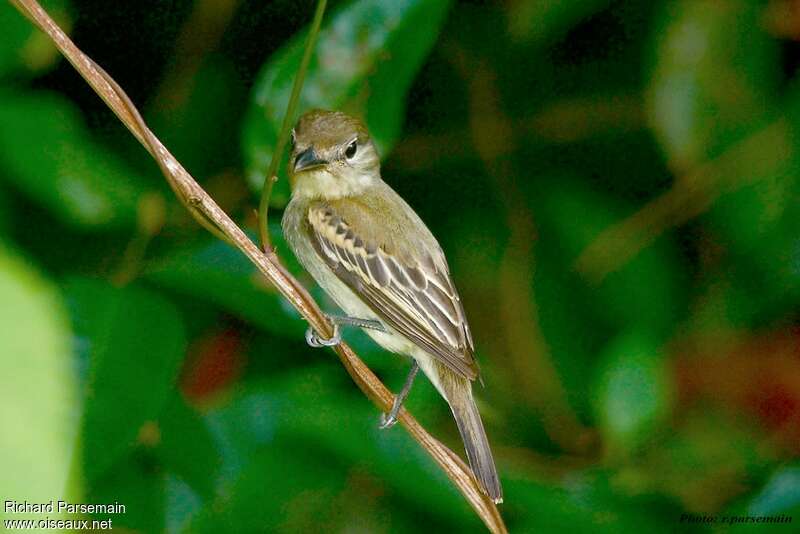 White-winged Becard female adult, identification