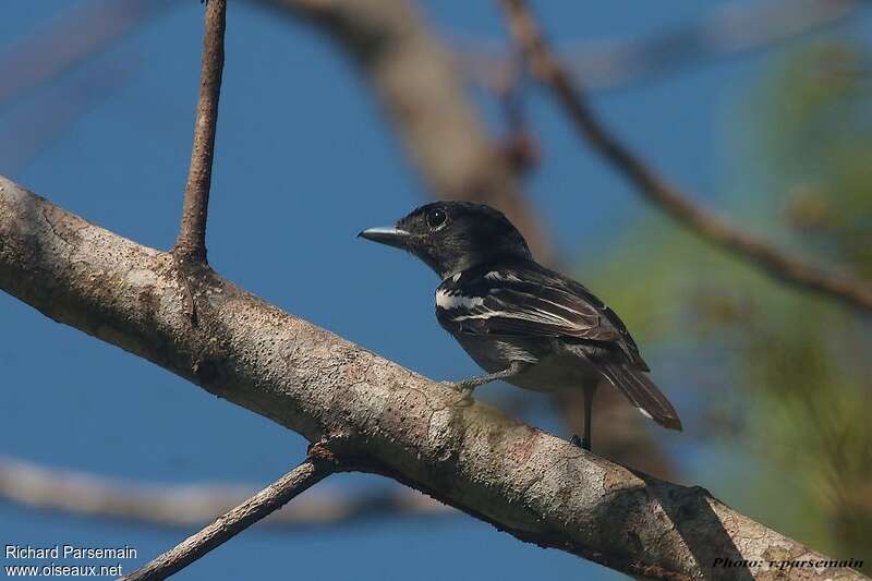 White-winged Becard male, identification, Behaviour