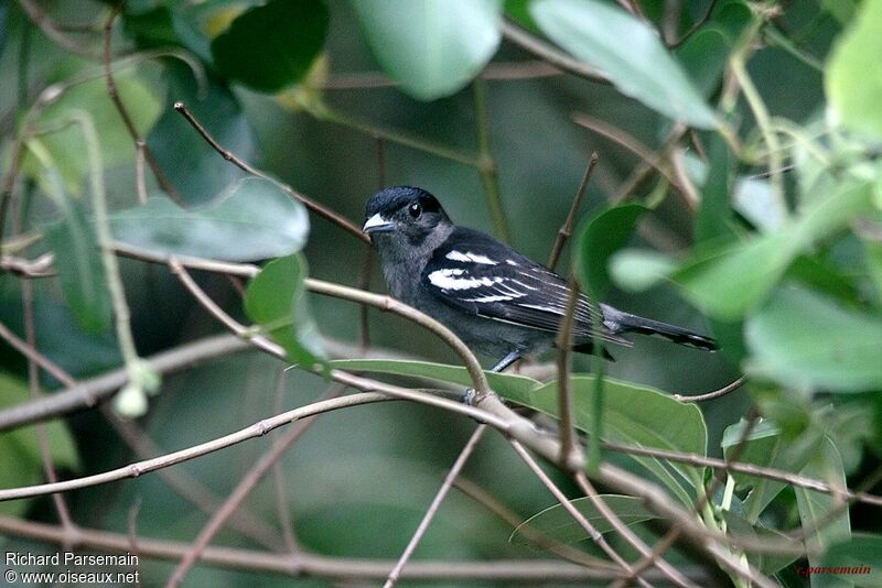 White-winged Becard male adult