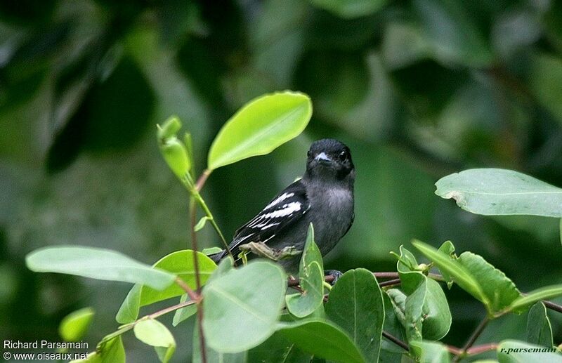 White-winged Becard male adult