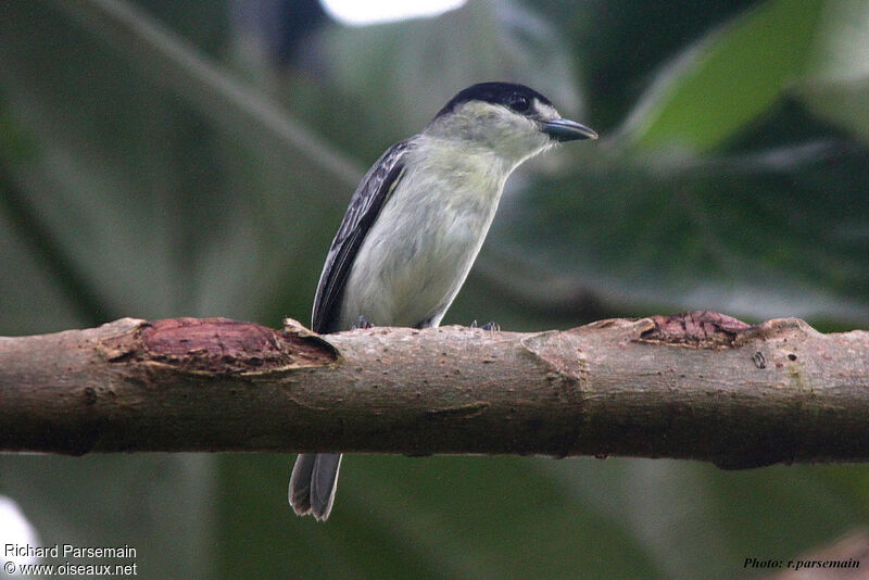 Cinereous Becard male adult