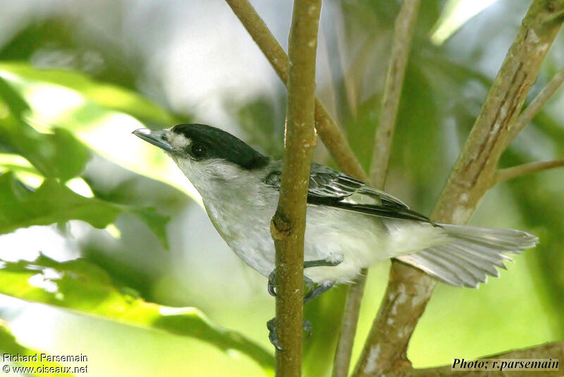 Cinereous Becard male adult