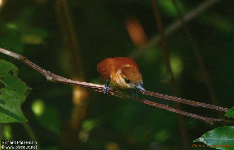 Cinereous Becard female adult