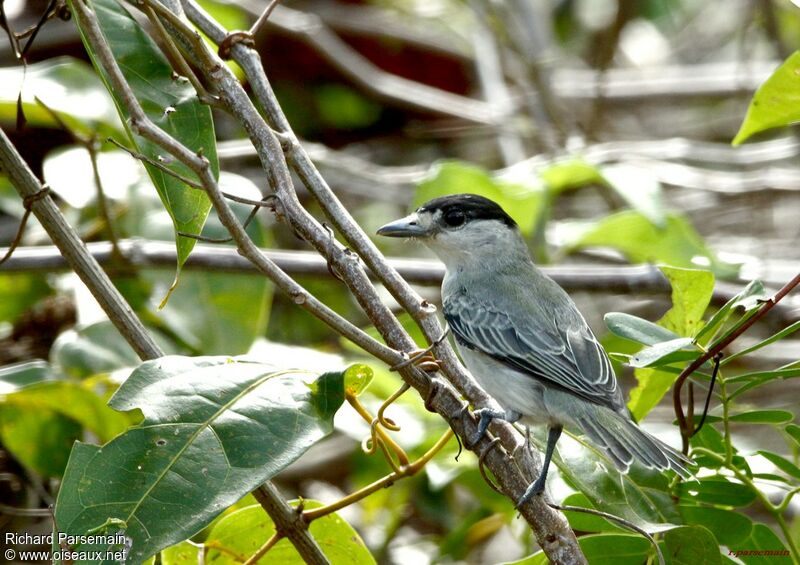 Cinereous Becard male adult