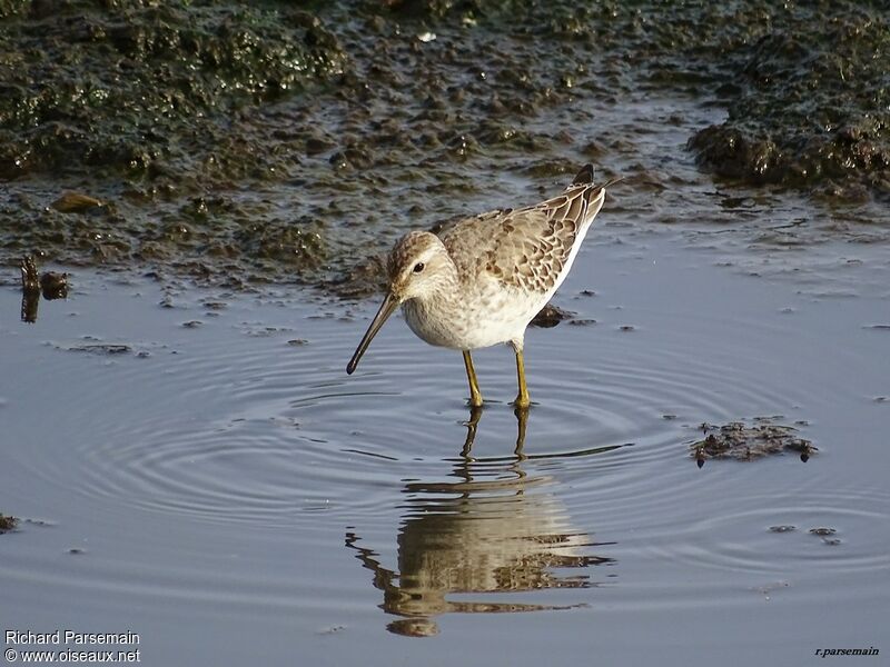 Stilt Sandpiperadult, eats