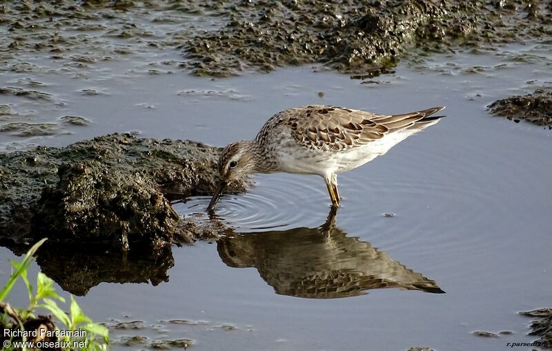 Bécasseau à échassesadulte, mange