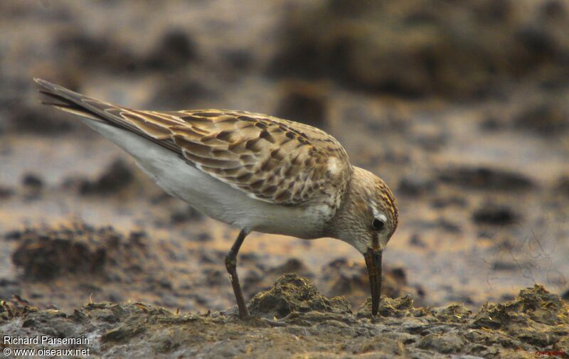 Bécasseau de Bonaparteadulte, mange