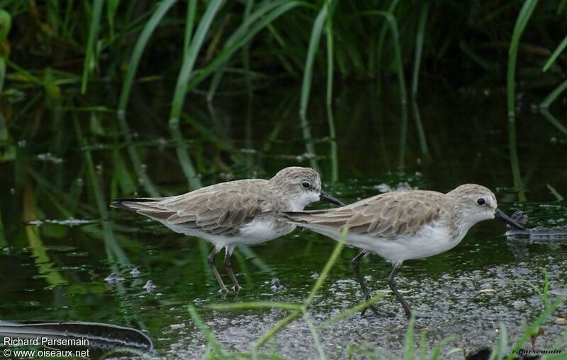 Semipalmated Sandpiperadult