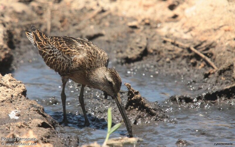 Short-billed Dowitcherimmature, eats