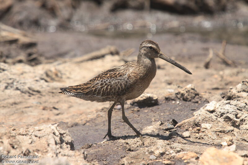 Short-billed Dowitcherimmature, eats