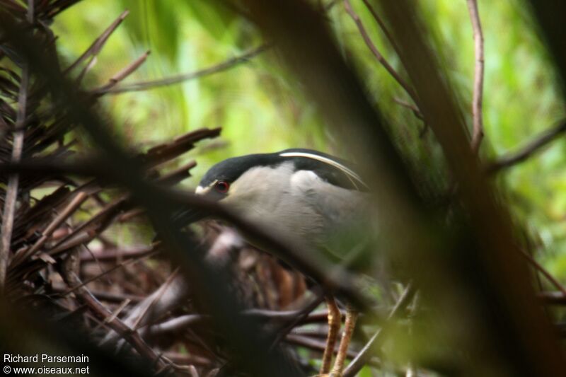 Black-crowned Night Heronadult