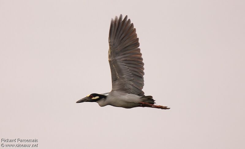 Yellow-crowned Night Heronadult