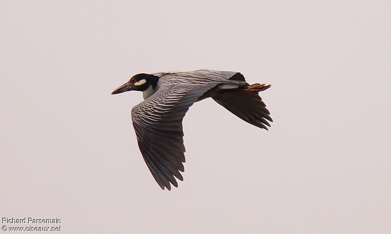 Yellow-crowned Night Heron