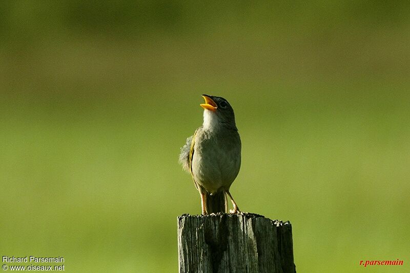 Grassland Sparrowadult