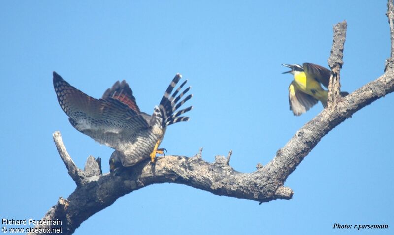 Roadside Hawkadult