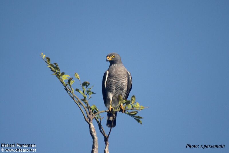 Roadside Hawkadult