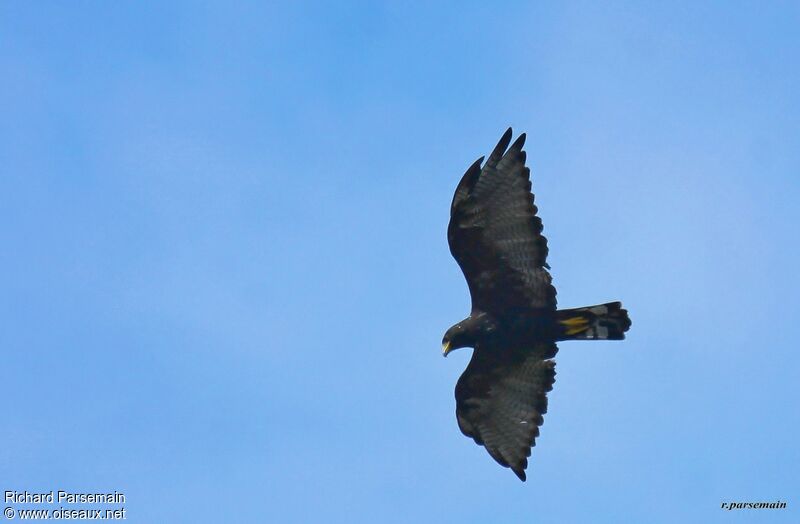 Zone-tailed Hawkadult