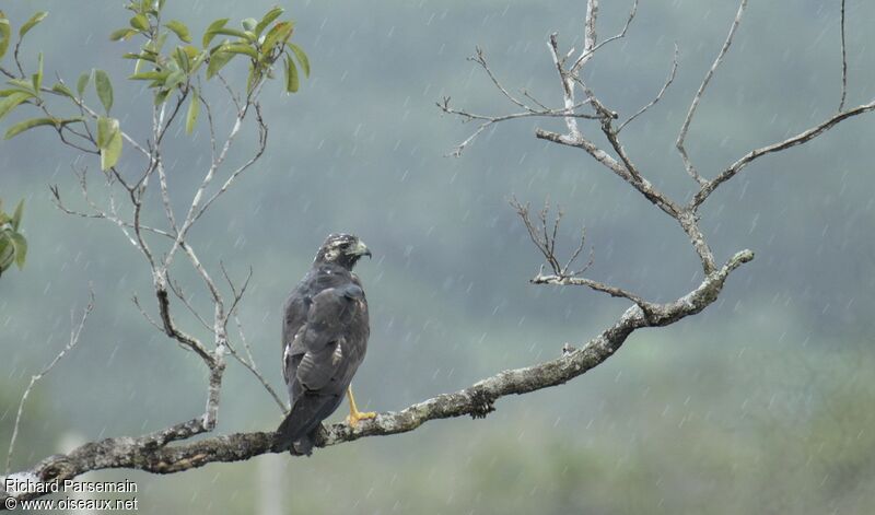 White-tailed Hawk