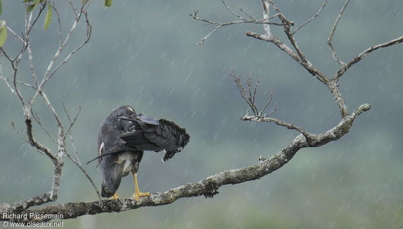 White-tailed Hawk