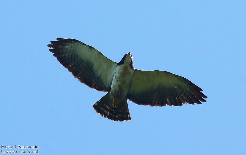 Short-tailed Hawkadult