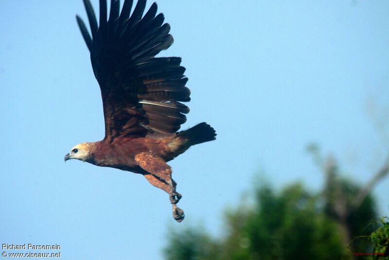 Black-collared Hawkadult