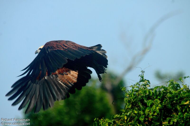 Black-collared Hawkadult