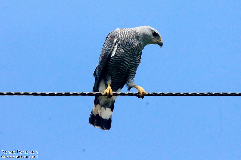 Grey-lined Hawkadult