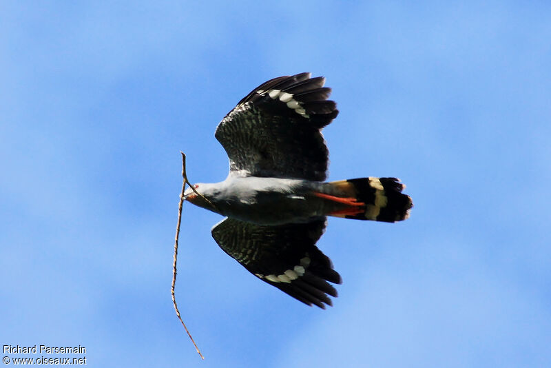 Crane Hawkadult