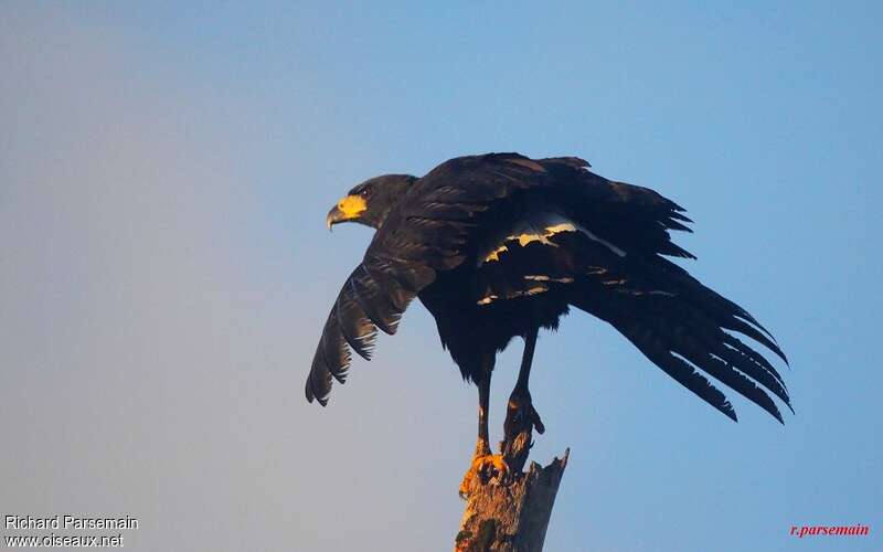 Great Black Hawkadult, Flight