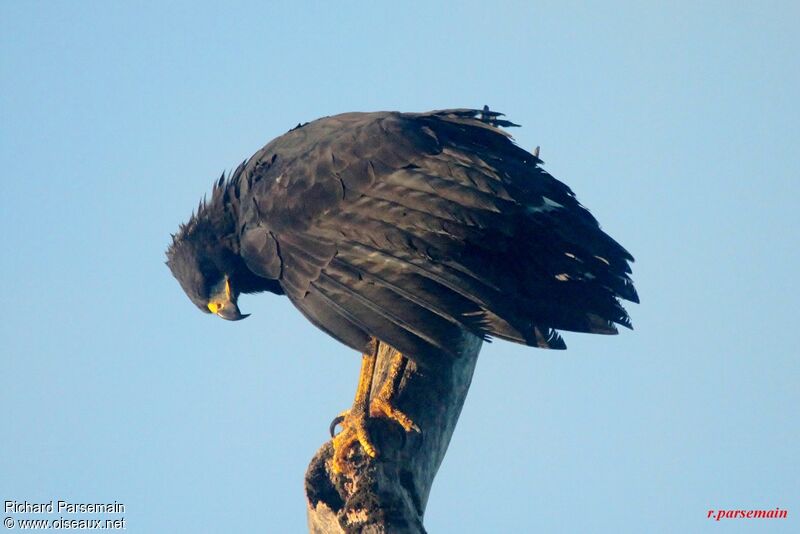 Great Black Hawkadult