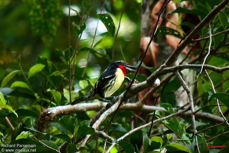 Black-spotted Barbetadult