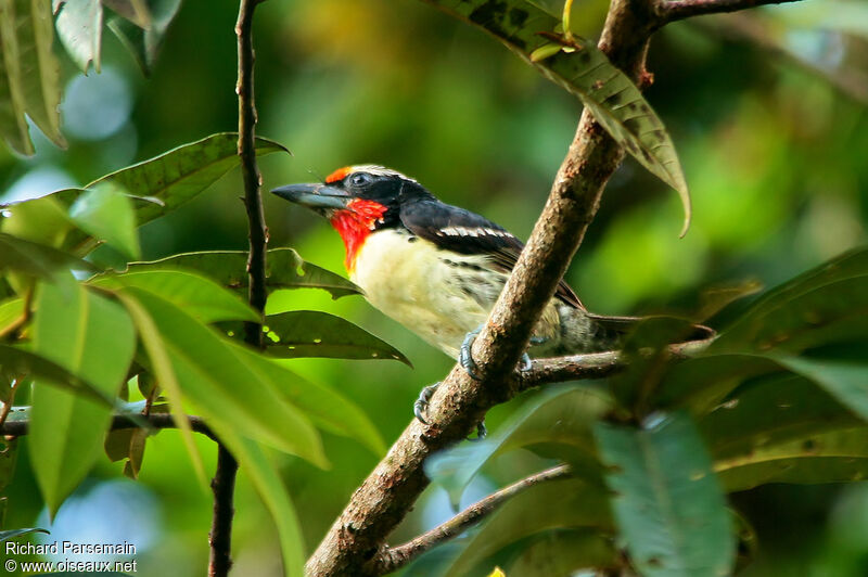 Black-spotted Barbetadult