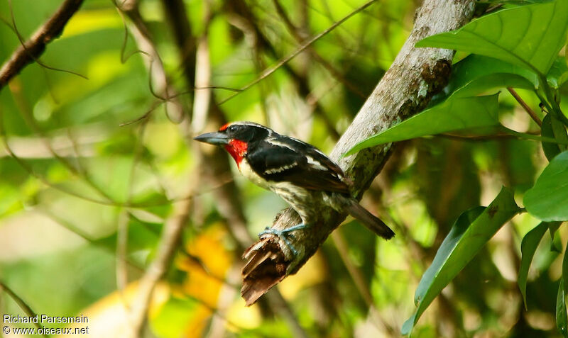 Black-spotted Barbetadult