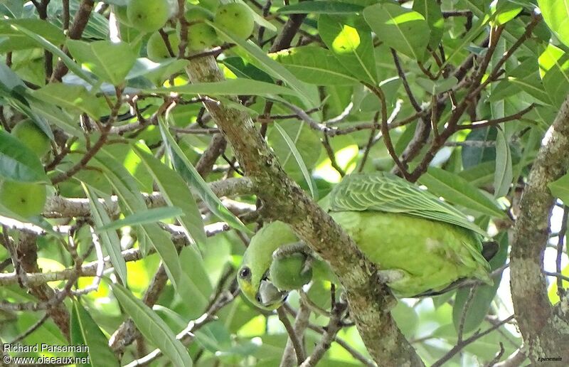 Short-tailed Parrotadult, eats