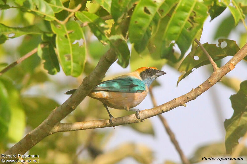 Burnished-buff Tanageradult