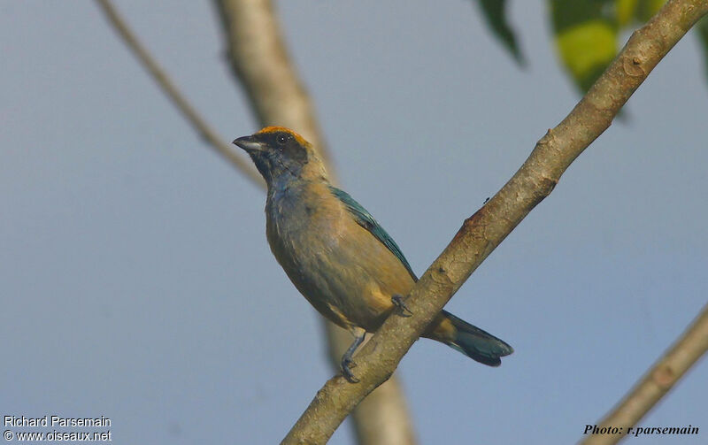 Burnished-buff Tanageradult