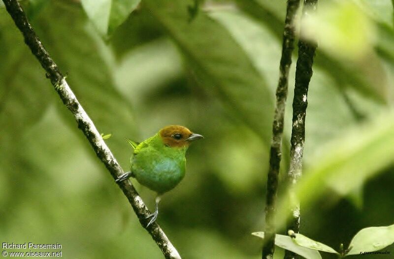 Bay-headed Tanageradult