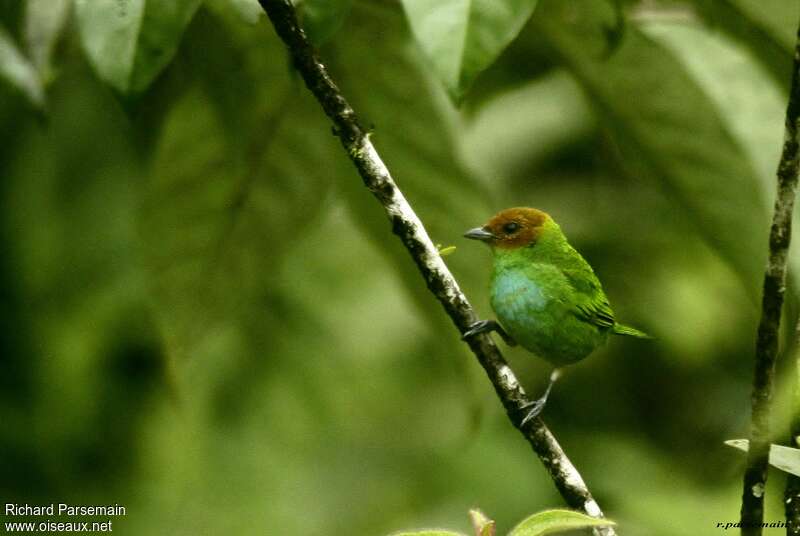 Bay-headed Tanageradult, identification