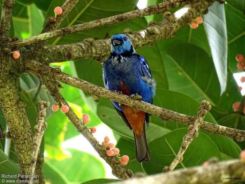 Opal-rumped Tanageradult