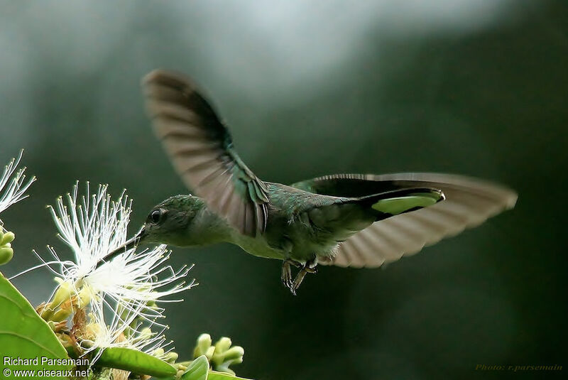 Grey-breasted Sabrewingadult