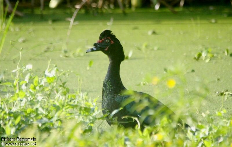 Muscovy Duckadult