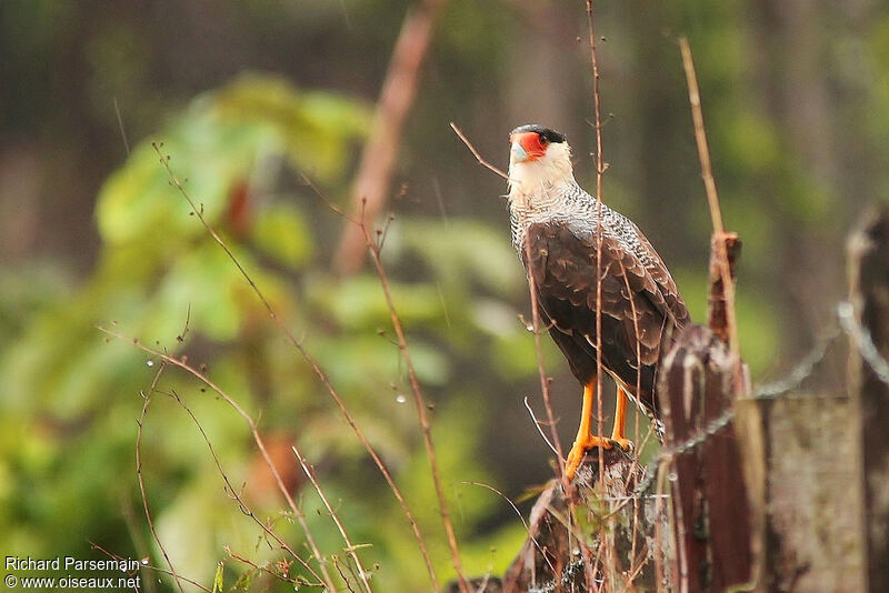 Caracara du Nordadulte