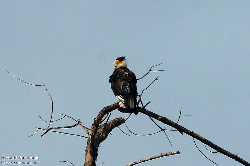 Crested Caracara (cheriway)adult