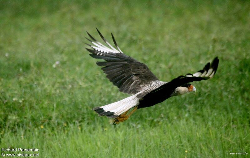 Crested Caracara (cheriway)adult