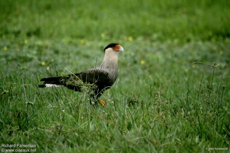 Crested Caracara (cheriway)adult