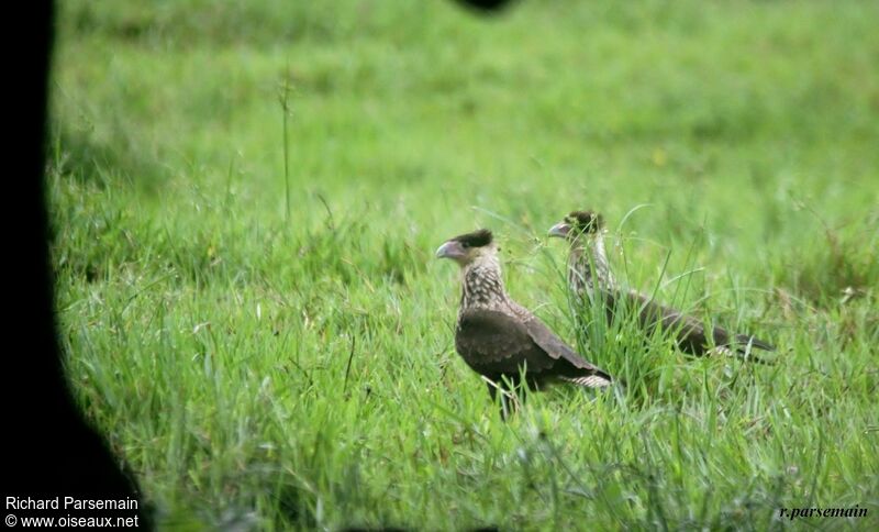 Crested Caracara (cheriway)immature