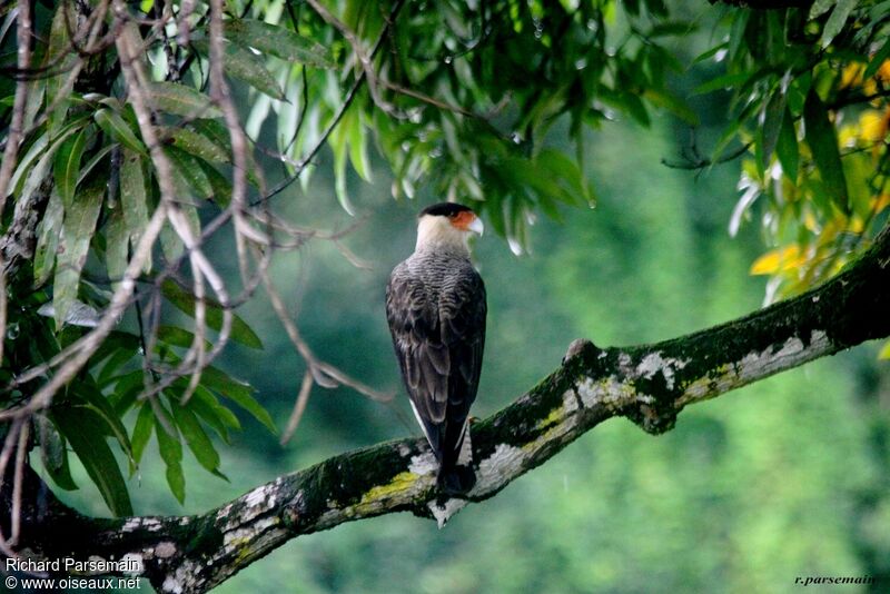 Crested Caracara (cheriway)adult