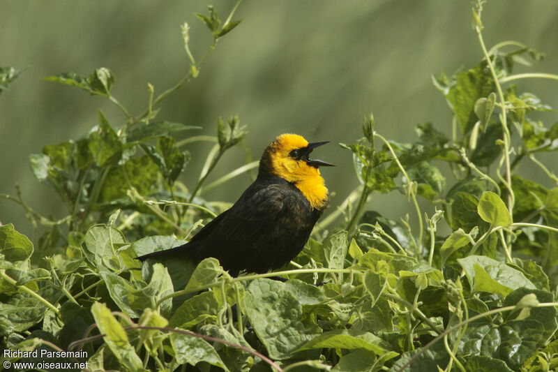 Yellow-hooded Blackbird male adult